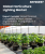 園藝照明市場規模、佔有率和成長分析（按安裝類型、照明類型、產品、種植類型、技術、應用和地區分類）－2026-2033年產業預測